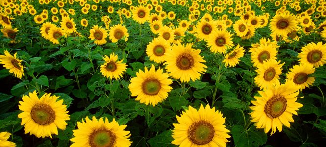 Sunflowers